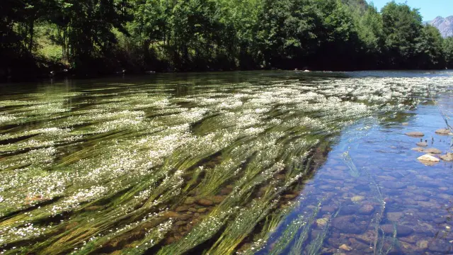 Un río con flores blancas flotando en la superficie