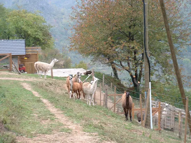 A group of llamas and alpacas in a grassy enclosure