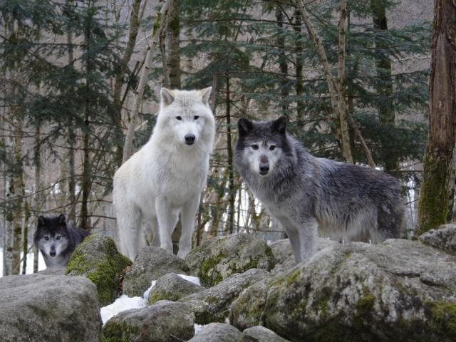 Two wolves, one white and one gray, standing on rocks in a snowy forest
