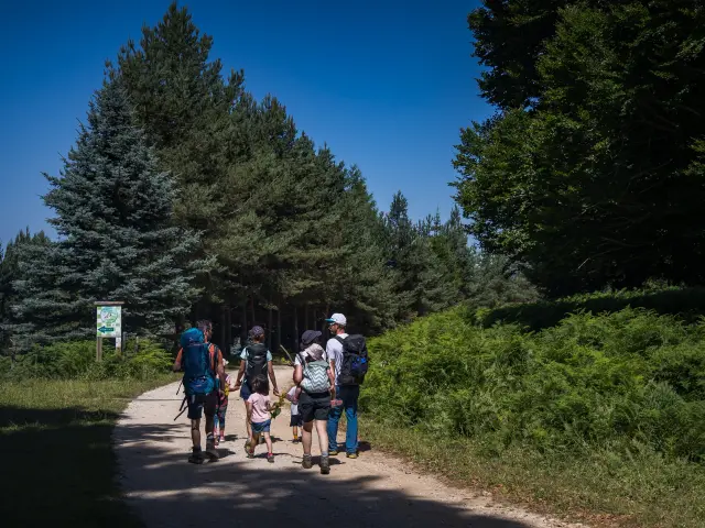 A family walks on a forest trail