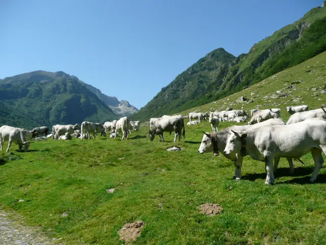 Un rebaño de vacas blancas y grises pastando en un pastizal de montaña