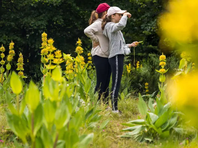Two people observing something in a field of yellow flowers