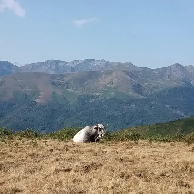 Instagram #pyreneesariegeoises